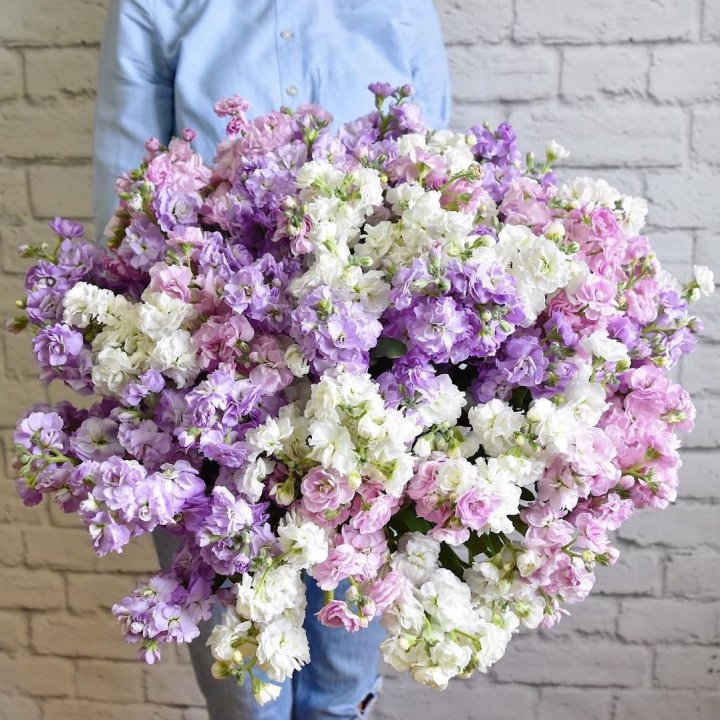 Облако маттиол в Химкие