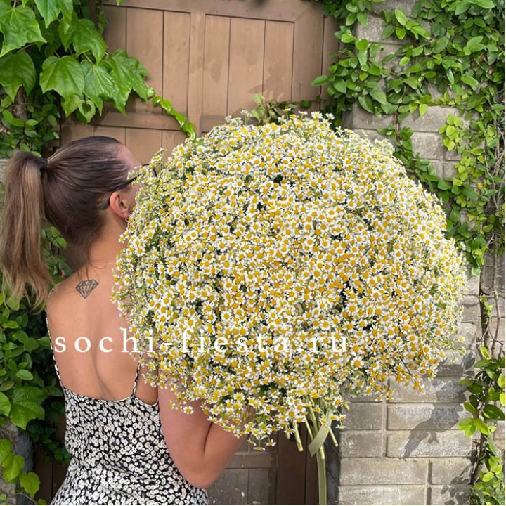 101 ромашка в Химкие