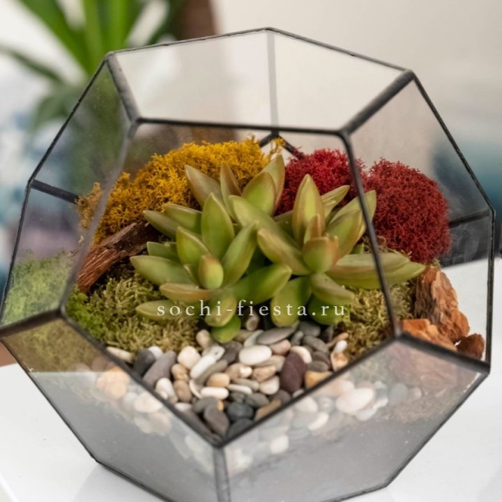 Флорариум “Додекаэдр” с суккулентом Седум в Химкие