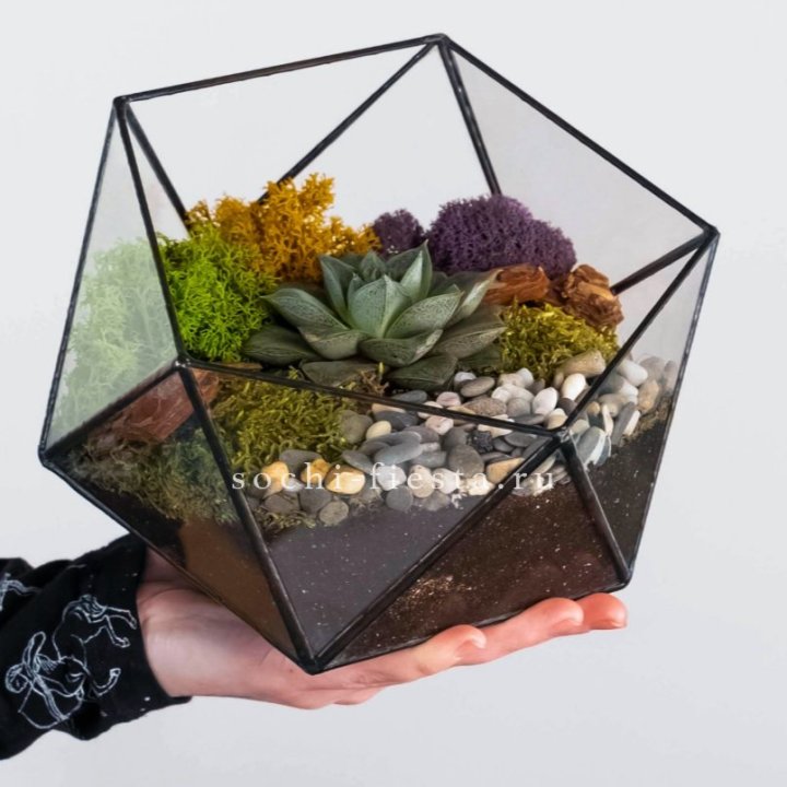 Флорариум “Икосаэдр” с суккулентом Каменная Роза в Химкие
