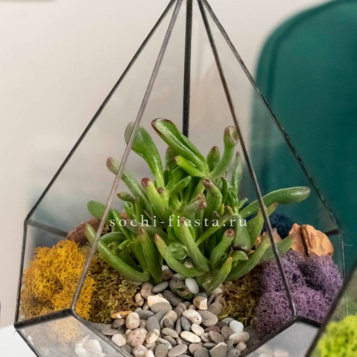 Флорариум “Капля” с суккулентом Крассула Хоббит в Химкие