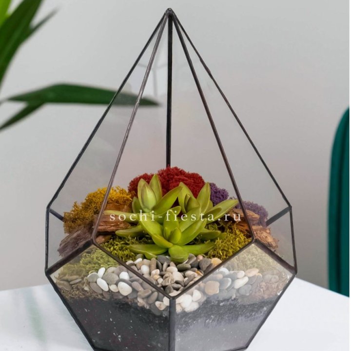 Флорариум Капля с суккулентом в Химкие