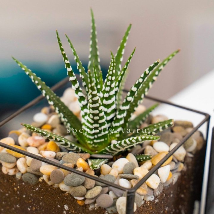 Флорариум Кубик с суккулентом Хавортия в Химкие