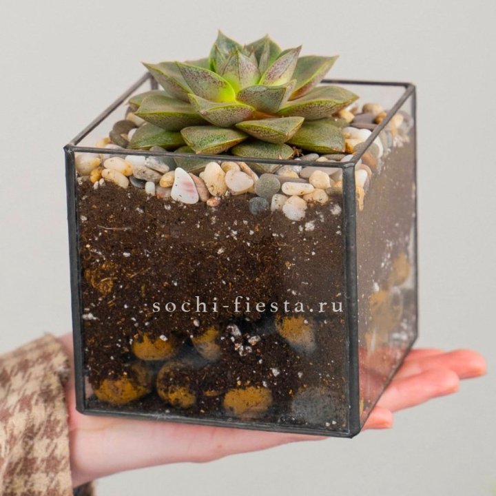 Флорариум Кубик с суккулентом Каменная роза в Химкие