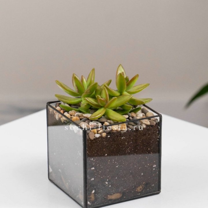Флорариум Кубик с суккулентом Седум в Химкие
