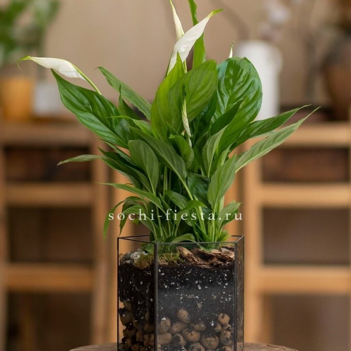 Спатифиллум в кашпо Пятиугольник в Химкие