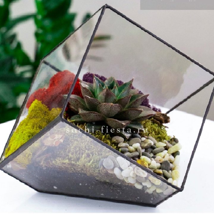 Флорариум Куб усеченный с суккулентом Каменная роза в Химкие