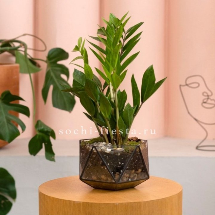 Замиокулькас в кашпо Икосаедр в Химкие