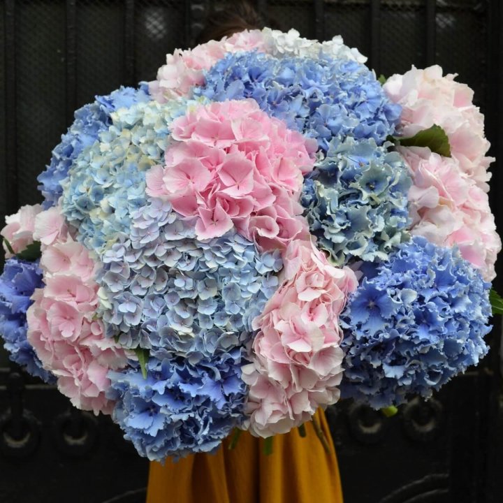 Букет гортензий "Фонтан" в Химкие