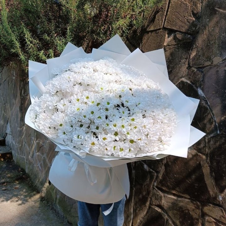 Облако хризантем №2 в Химкие