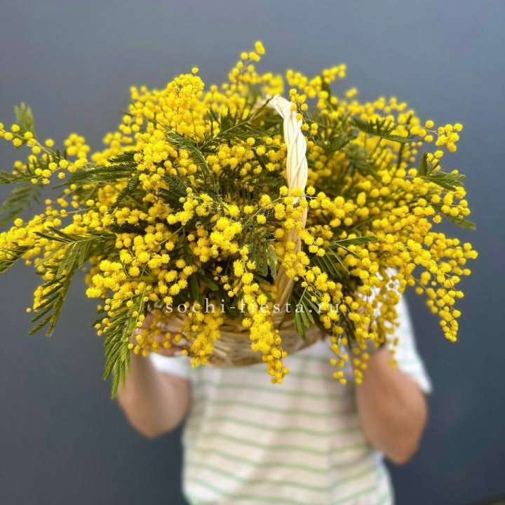 Весенняя корзина мимозы в Химкие