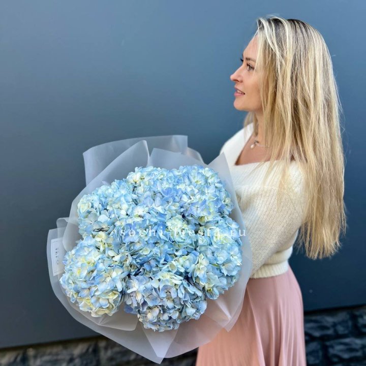 7 голубых гортензий в Химкие