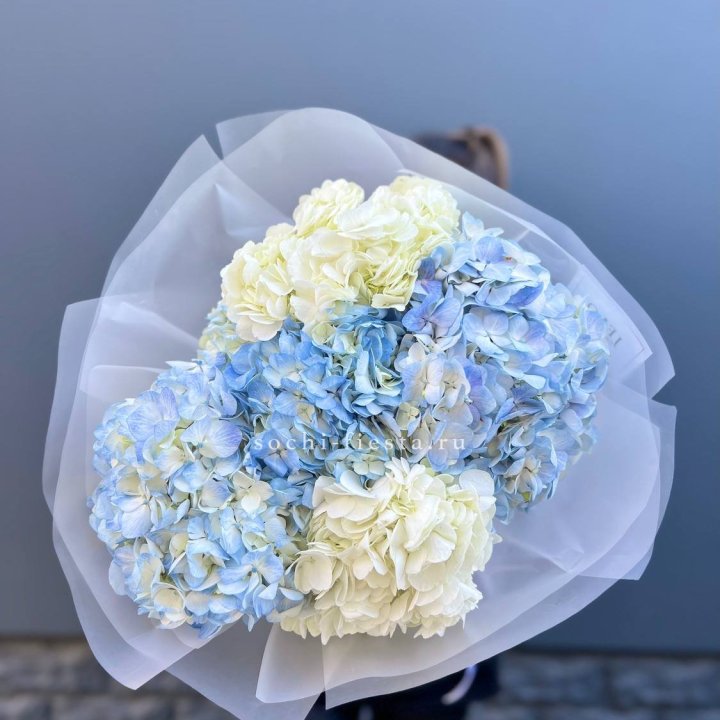 5 бело-голубых гортензий в Химкие