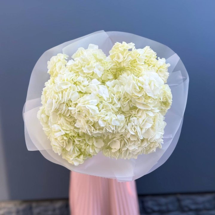 7 белых гортензий в Химкие