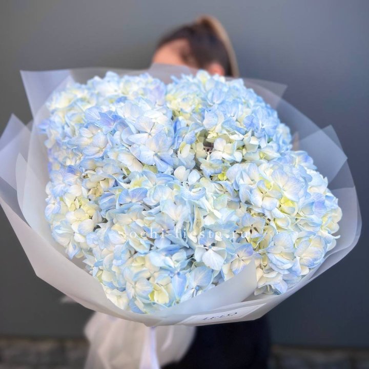 5 голубых гортензий в Химкие