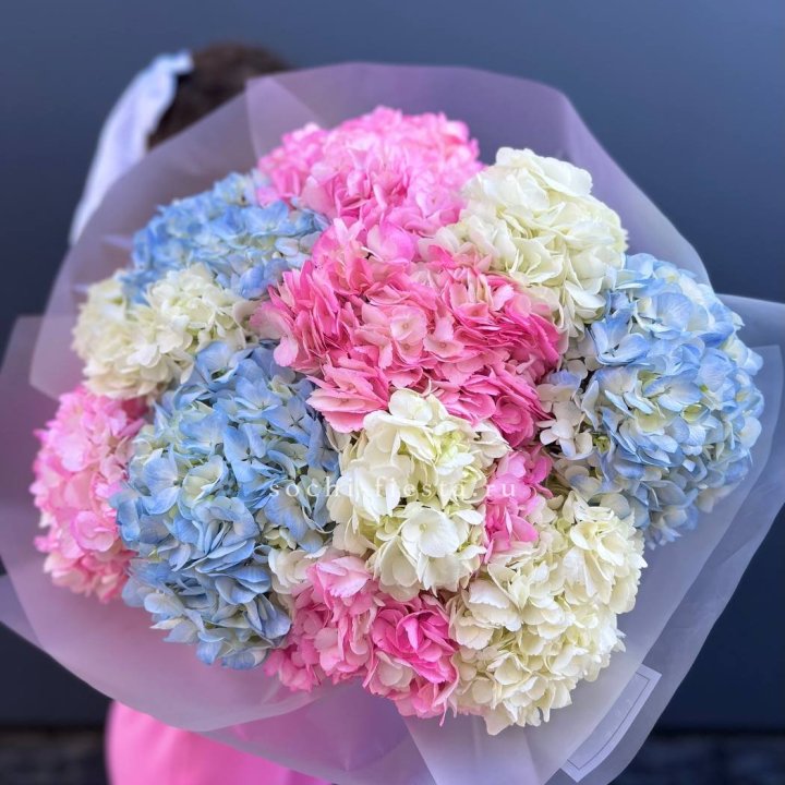 11 гортензий микс в Химкие