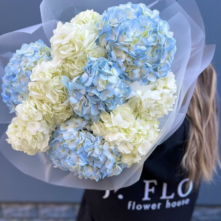 9 бело-голубых гортензий в Химкие