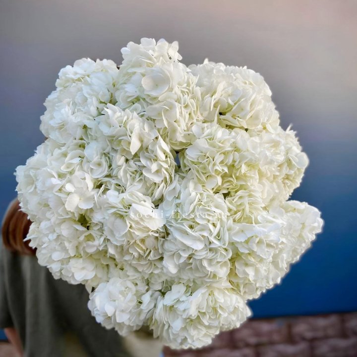 Охапка белой гортензии в Химкие