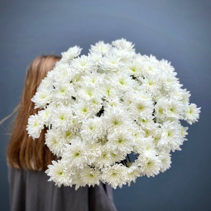 Охапка Хризантемы кустовой в Химкие