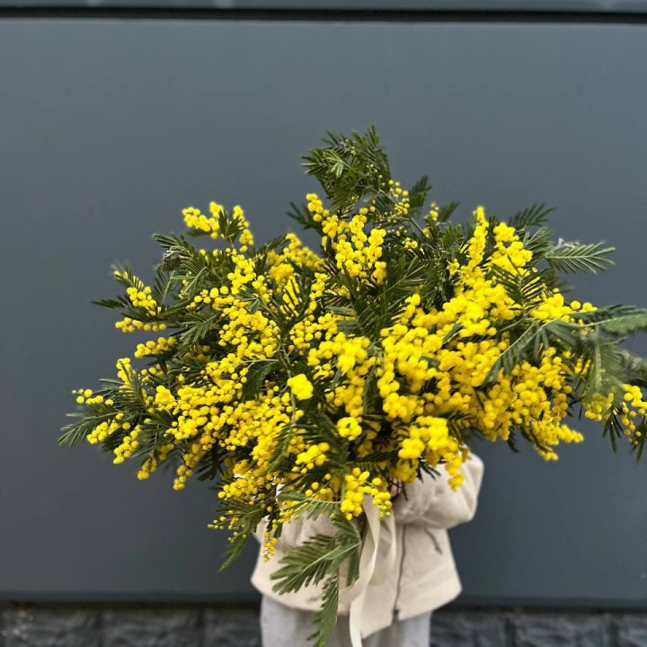 Охопка мимозы в Химкие