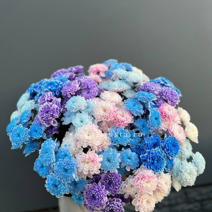 25 цветных хризантем в Химкие