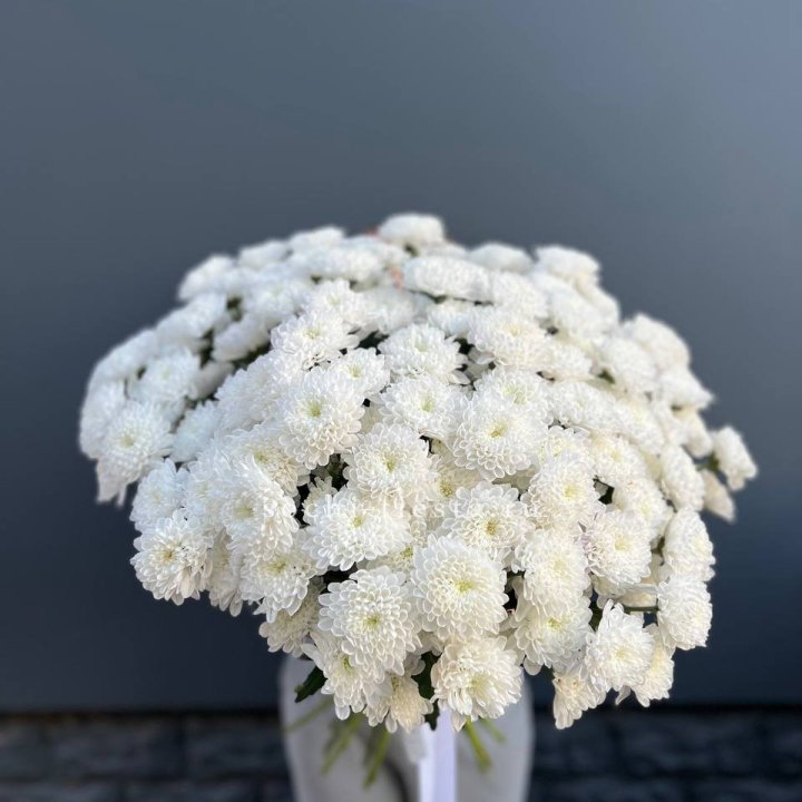  25 хризантем белых в Химкие