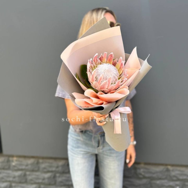 Протея мини  в Химкие