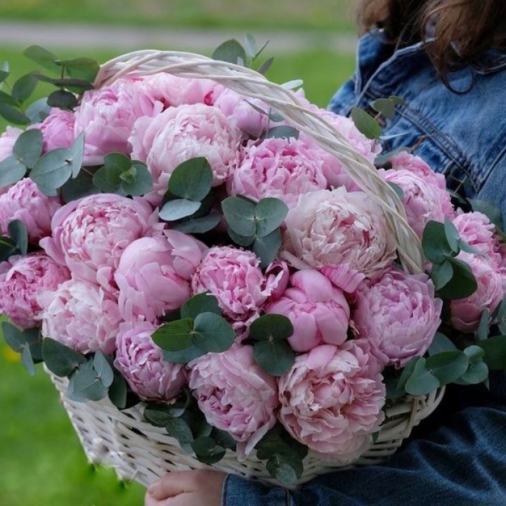 51 пион в корзине в Химкие