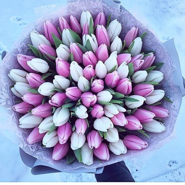 101 тюльпан "Лолипоп" в Химкие