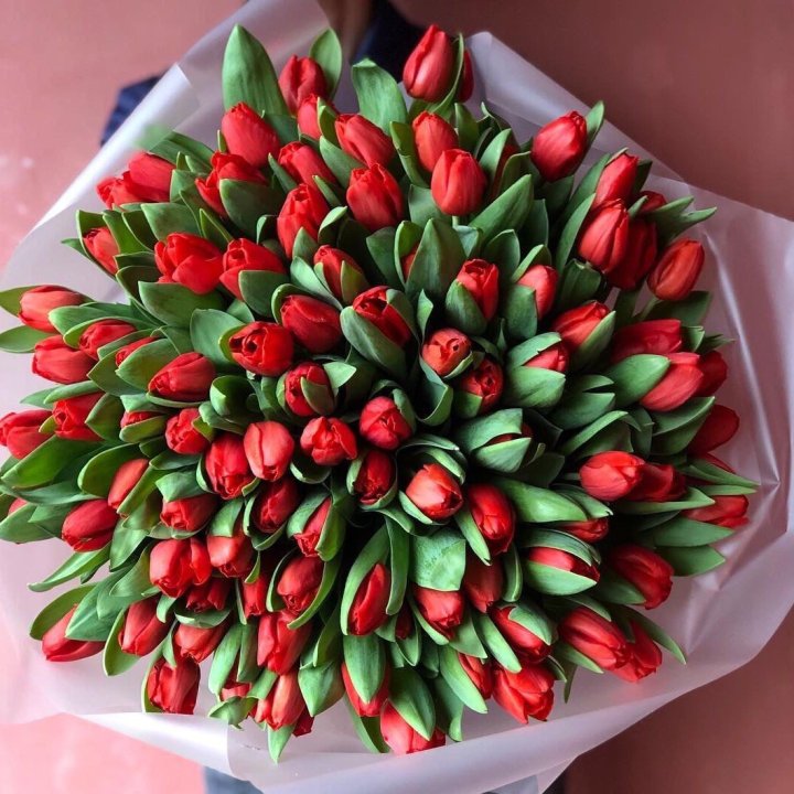 101 красный тюльпан в Химкие